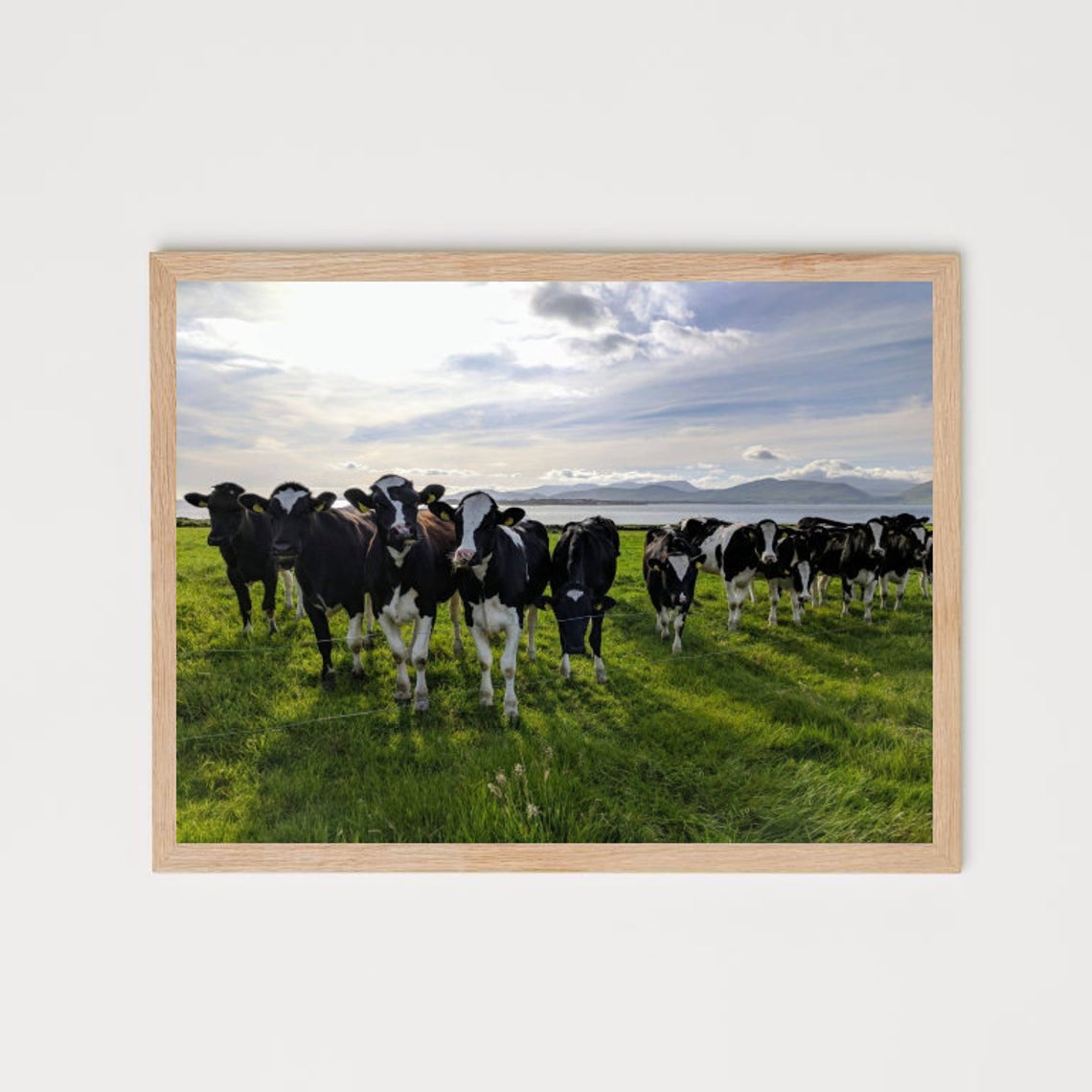 A4 Print - Cow Army | Premium Photography Print